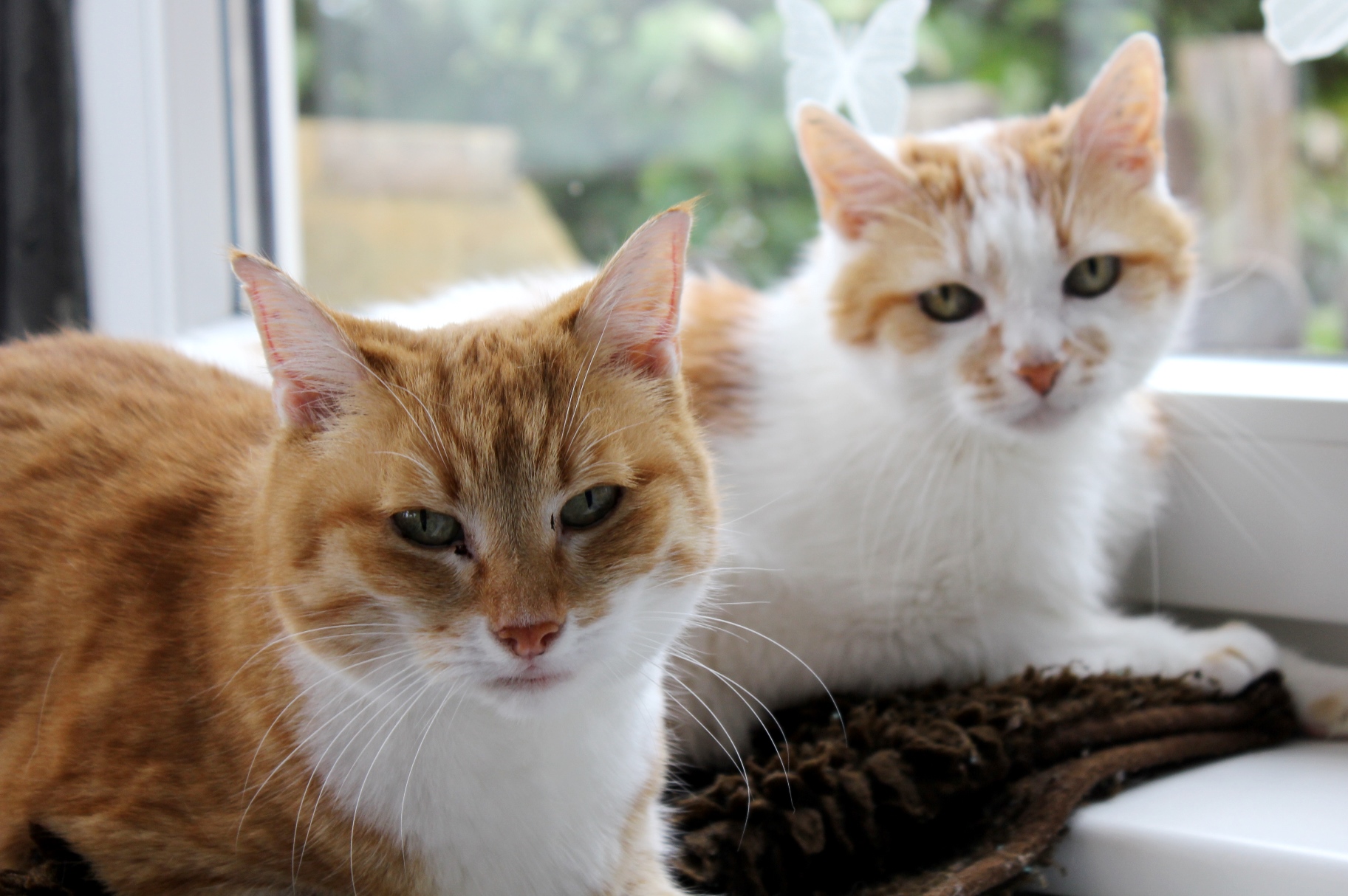 Kimba + Shira (2)