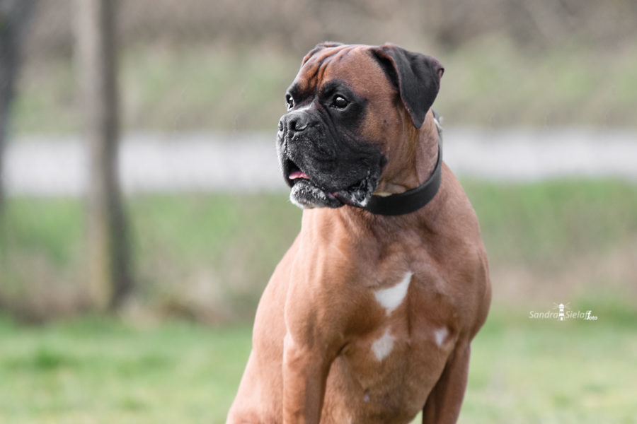 Paco3sielaff-foto