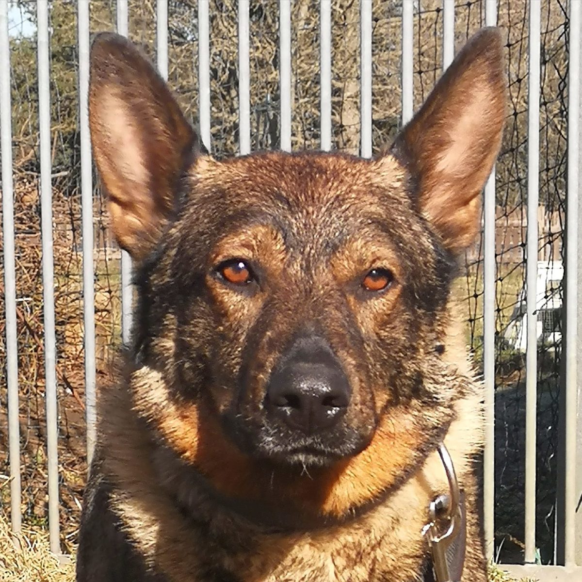 Hunde Tierheim Ahrenshöft vom Tierschutzverein Nordfriesland e.V.