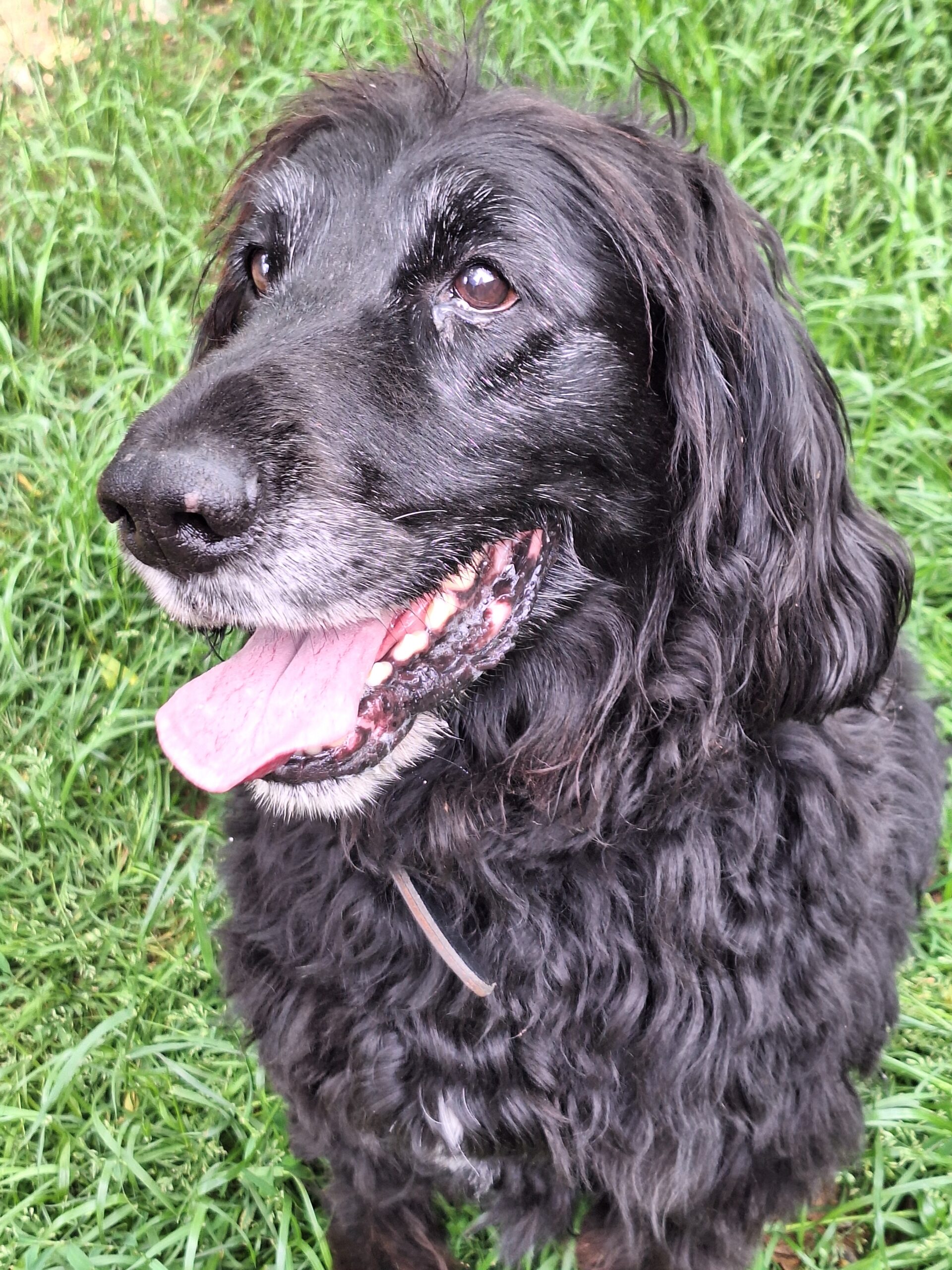 Balu (1)