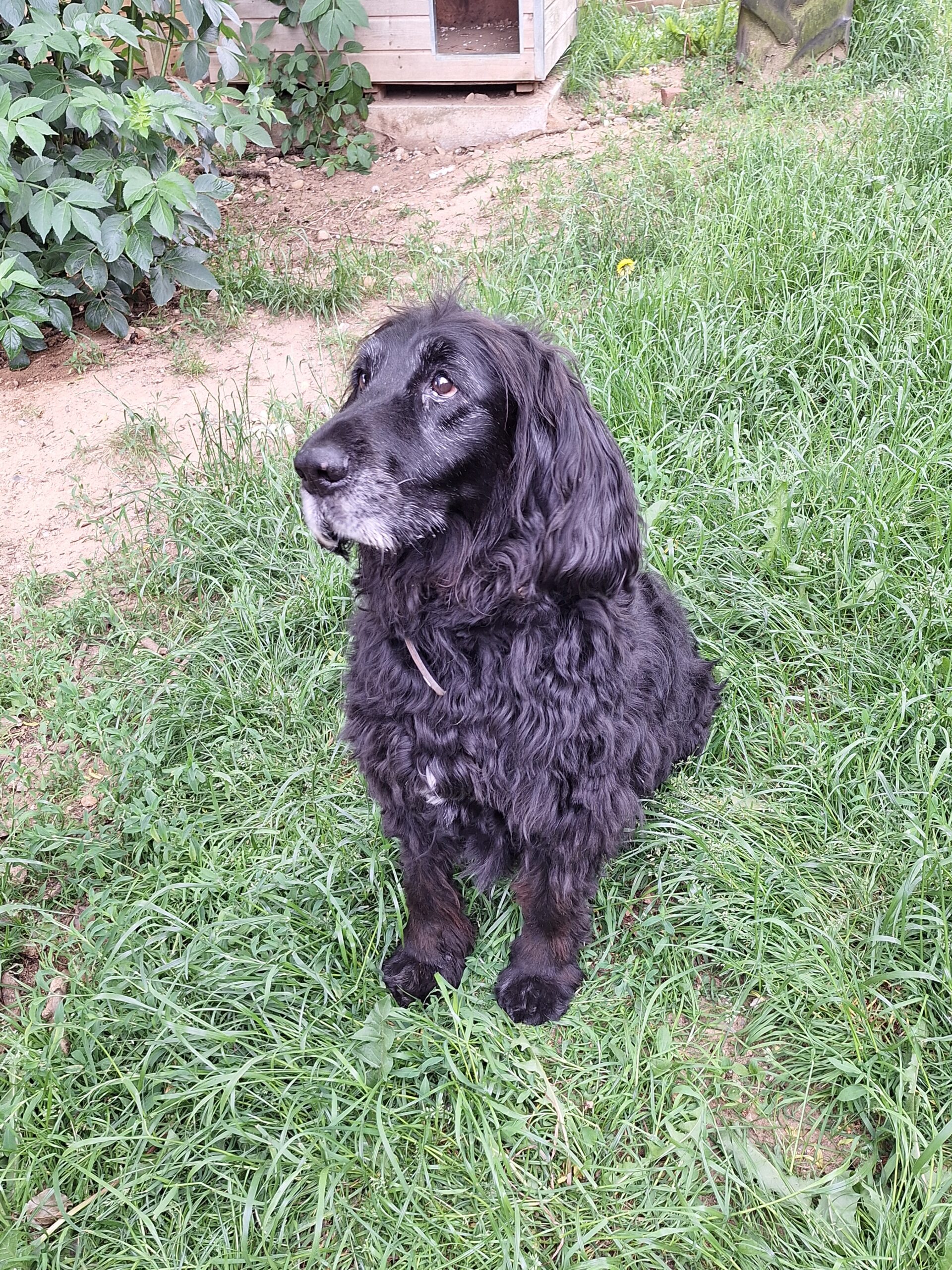 Balu (2)