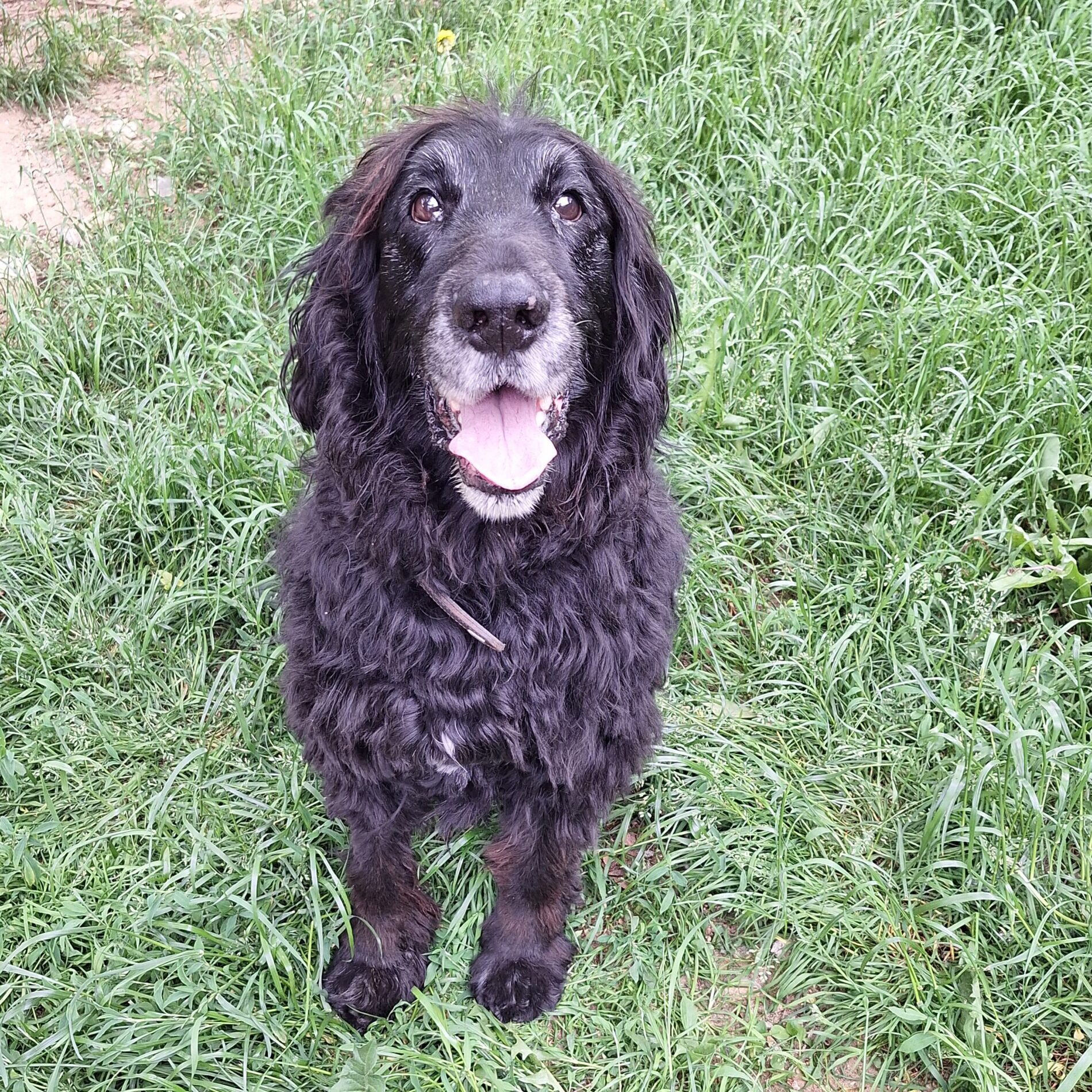Balu (4)