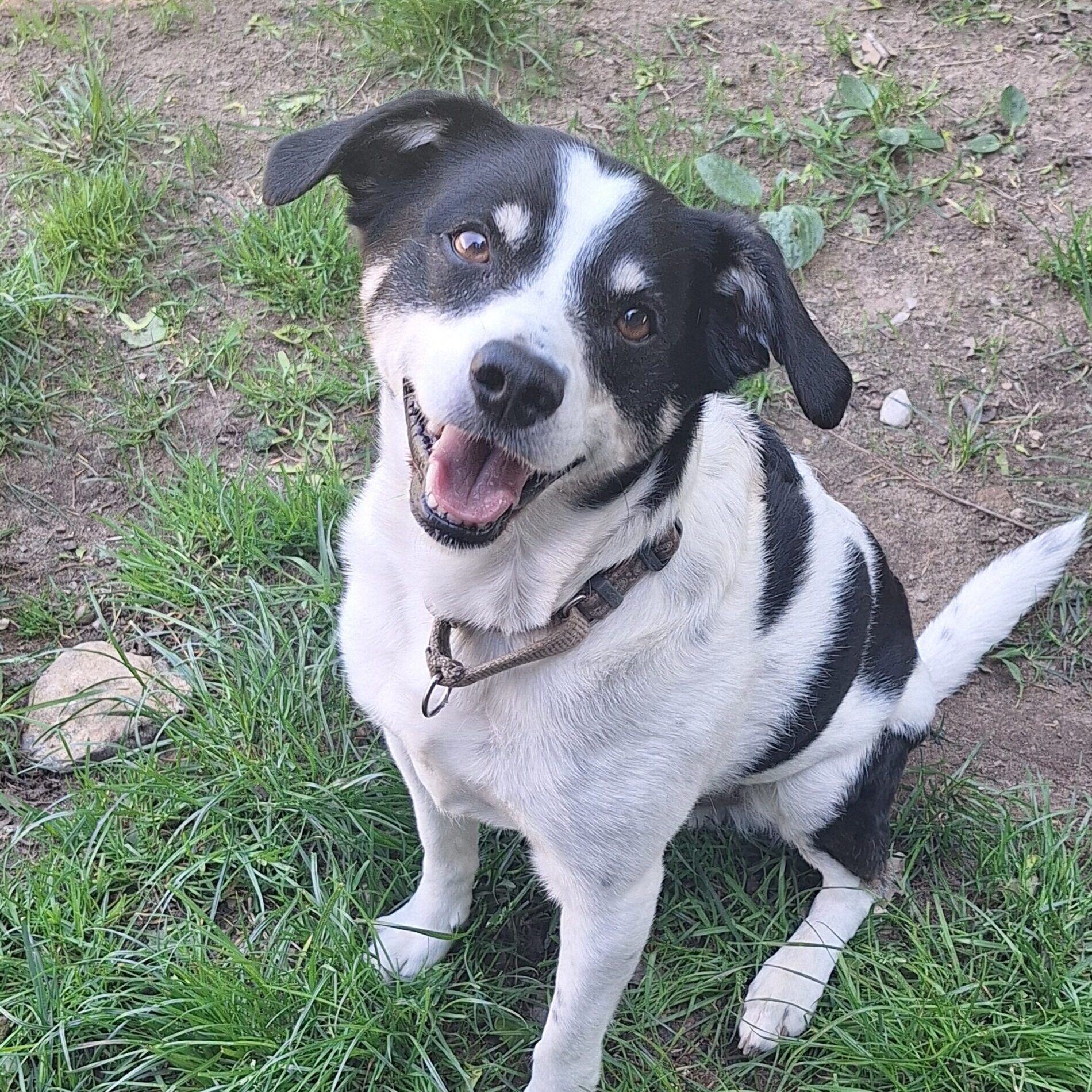 Tobi (1)