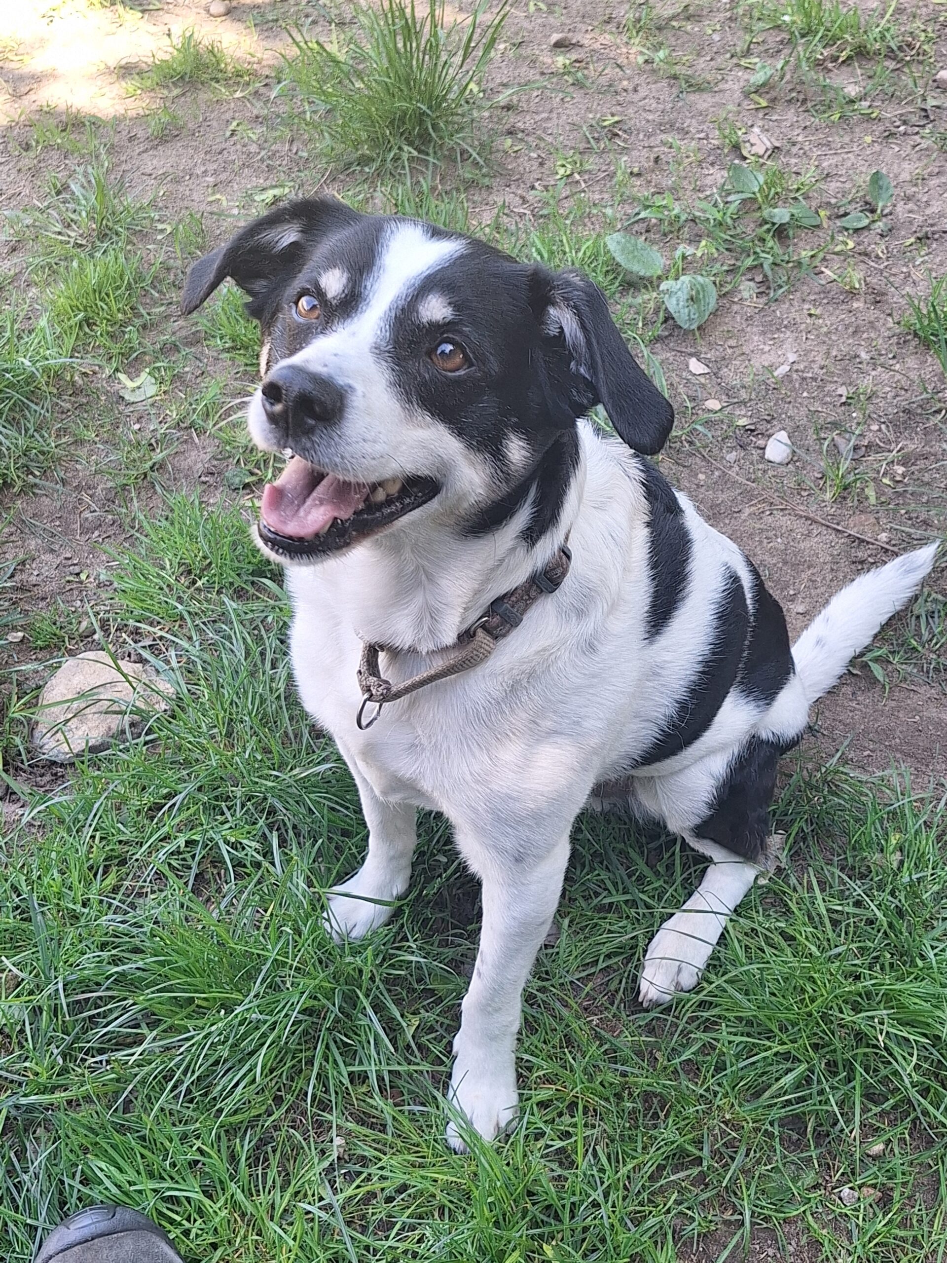 Tobi (2)