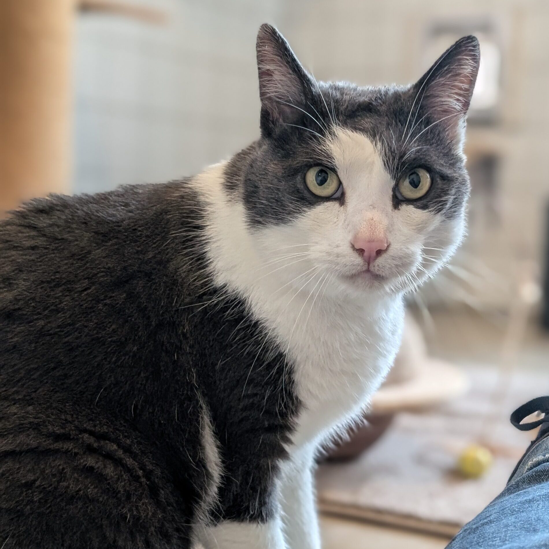 Linus (2)