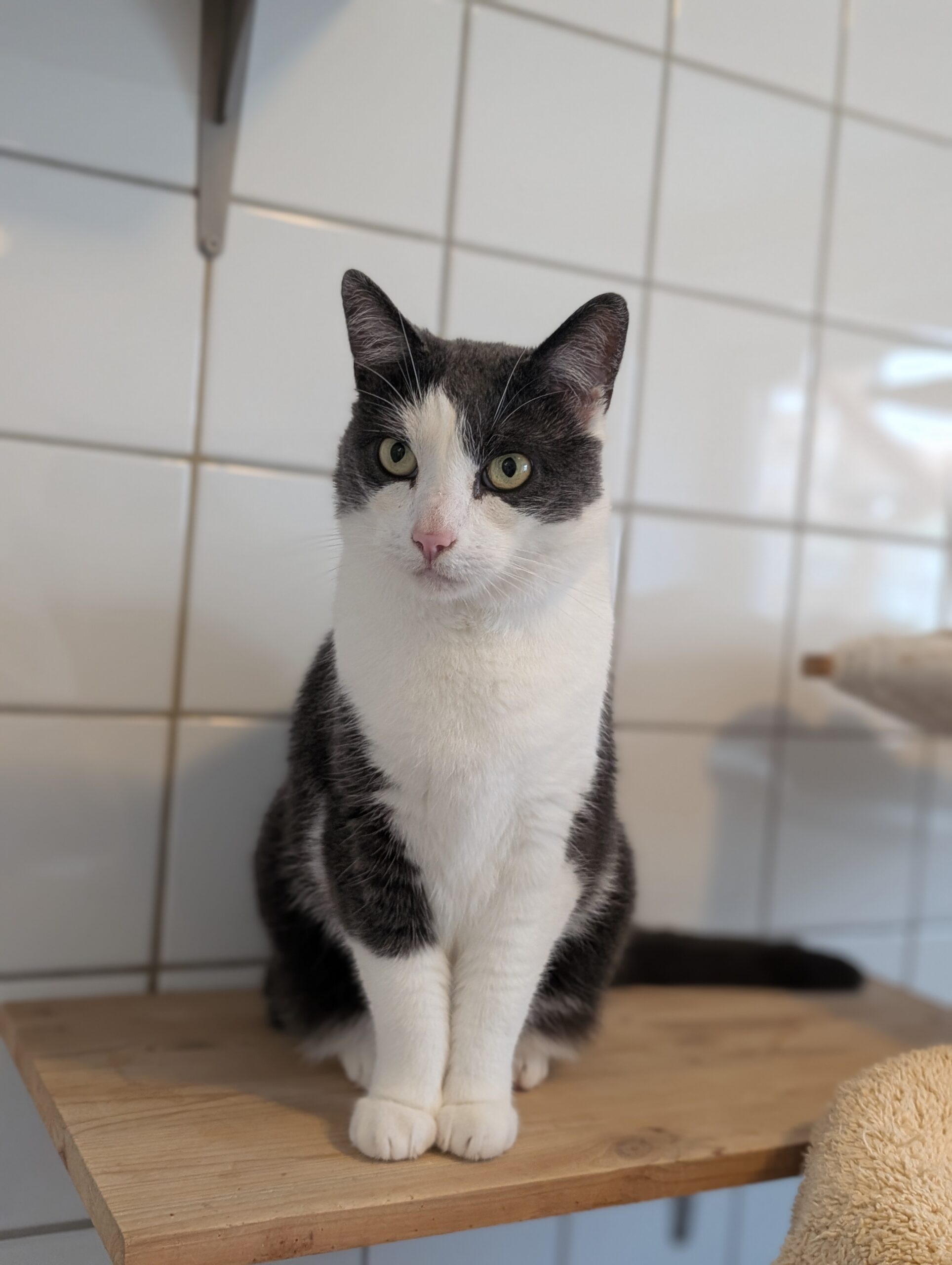 Linus