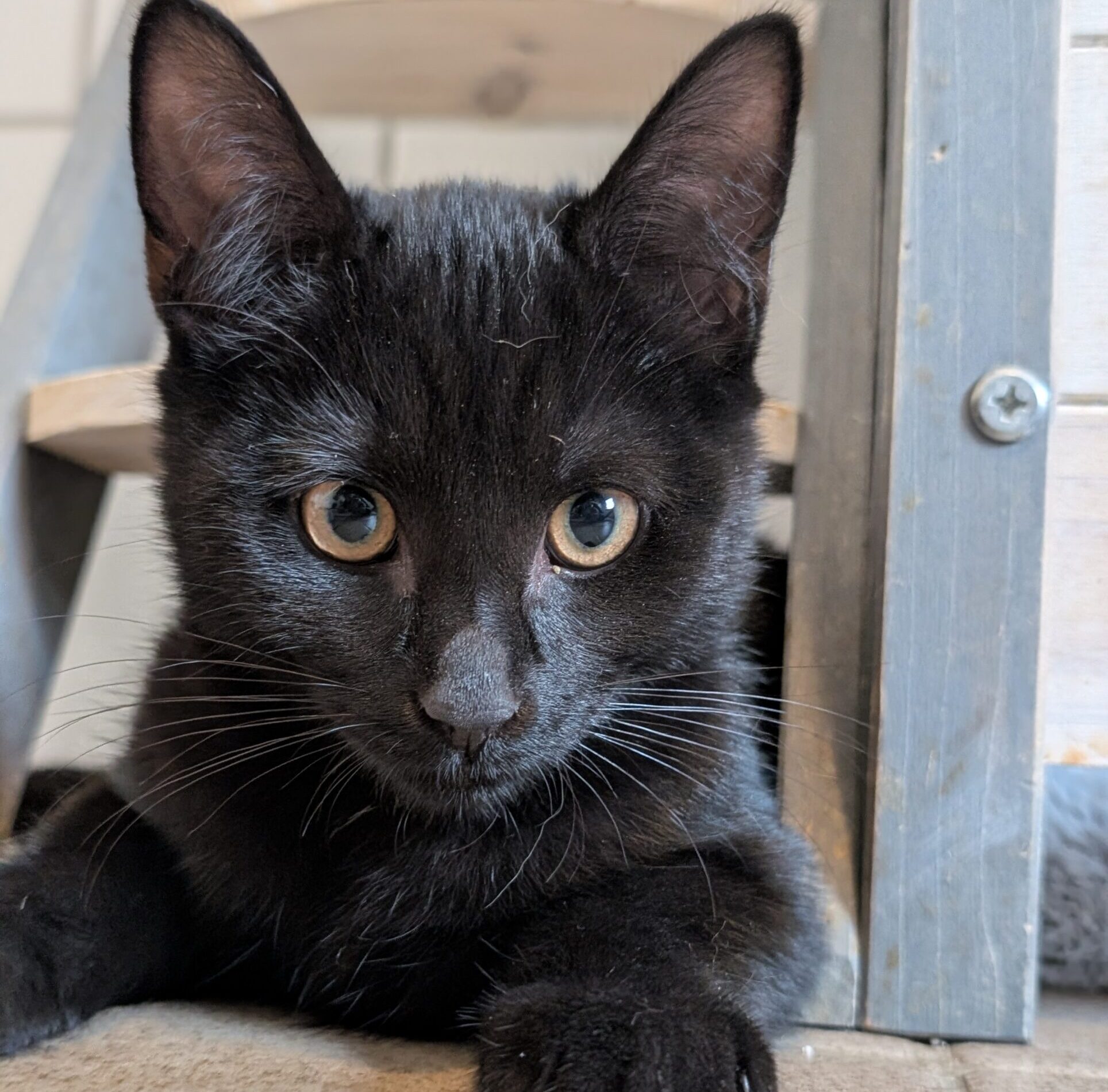 Luna (4)